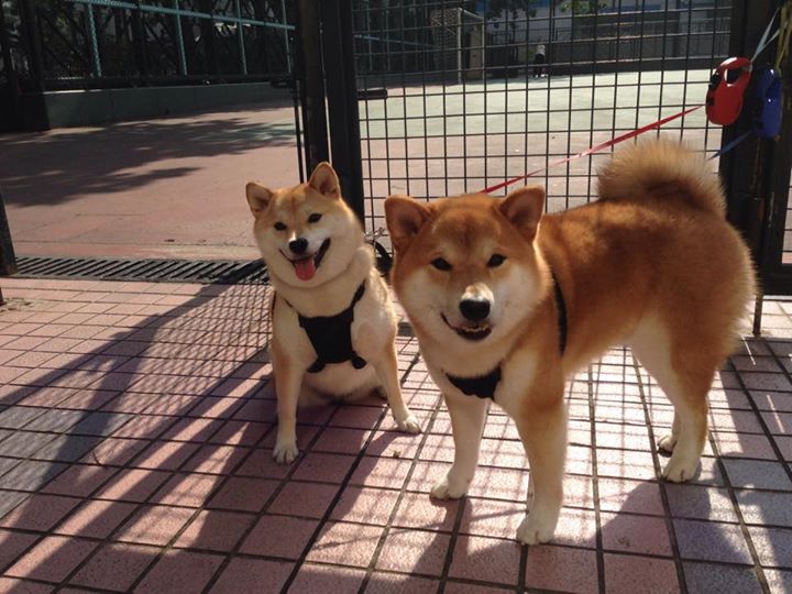 五大联赛是否偏好使用反跑制造禁区混乱机会，五大联赛是否偏好使用反跑制造禁区混乱机会的球员