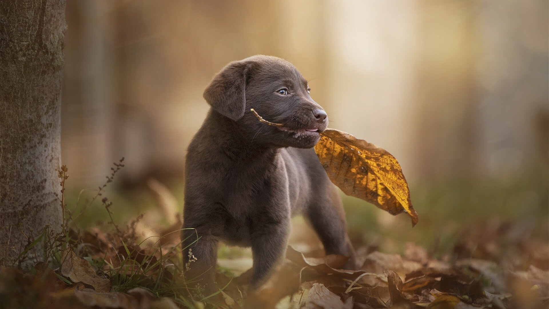 五大联赛替补逆转比赛案例是否呈增长态势，五大联赛换人名额