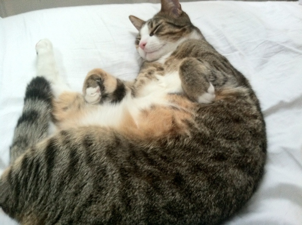 加拿大队赛制解析：如何利用赛制创新提升球员整体表现，加拿大落选赛