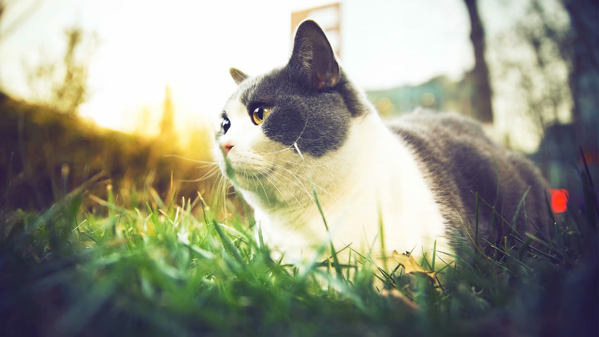 开云体育官网上-突尼斯希望中锋错失关键机会，许昌联想售后服务电话号码