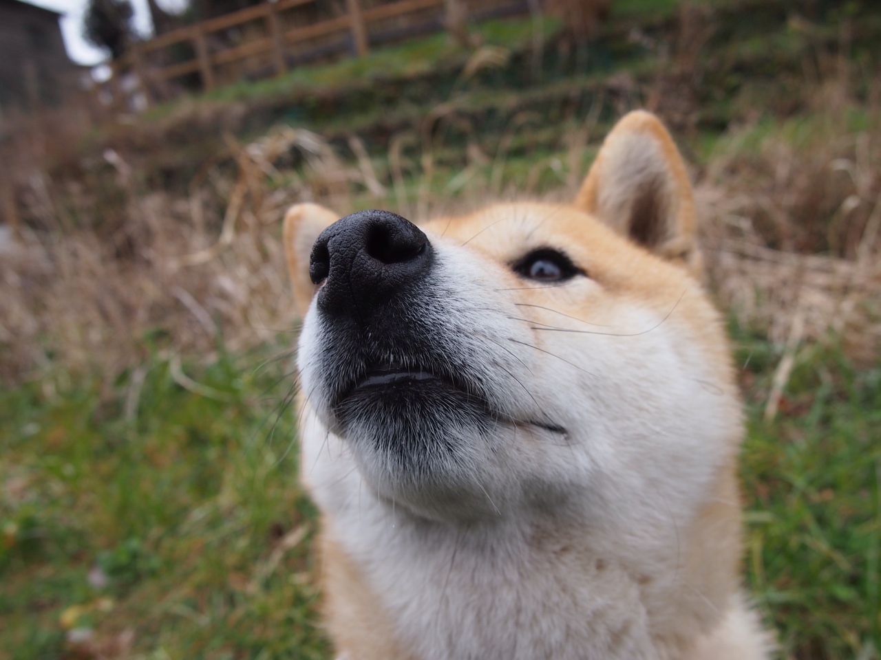 罗马尼亚队如何利用团体赛制在国际乒乓大赛中占得先机，罗马尼亚乒乓球怎么样