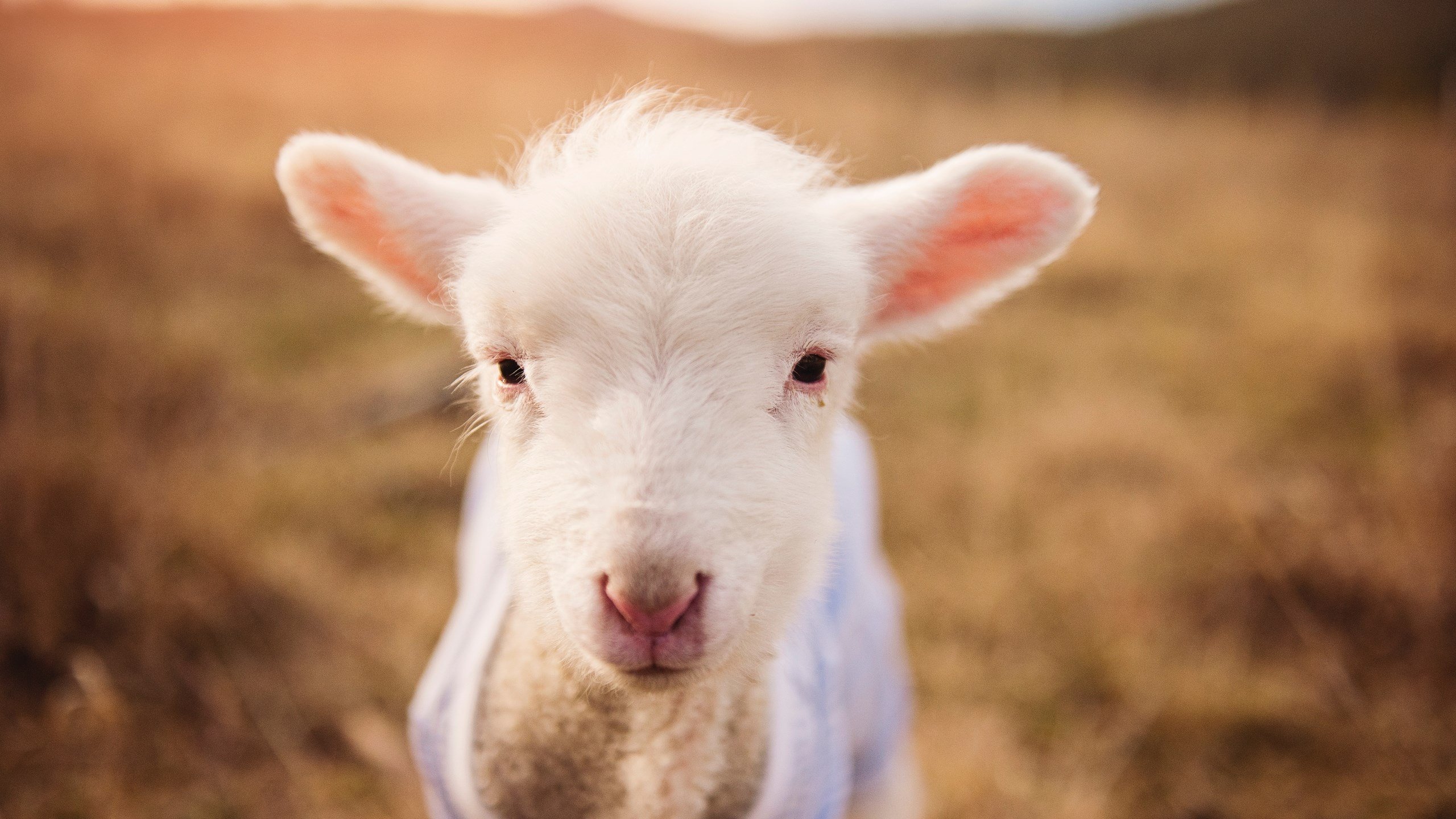 开云体育在线官网-青训系统完善促进人才培养，青训体系