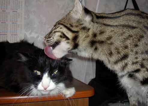 中国足球青少年足球赛事质量全面提升,中国青少年足球发展计划领导办公室