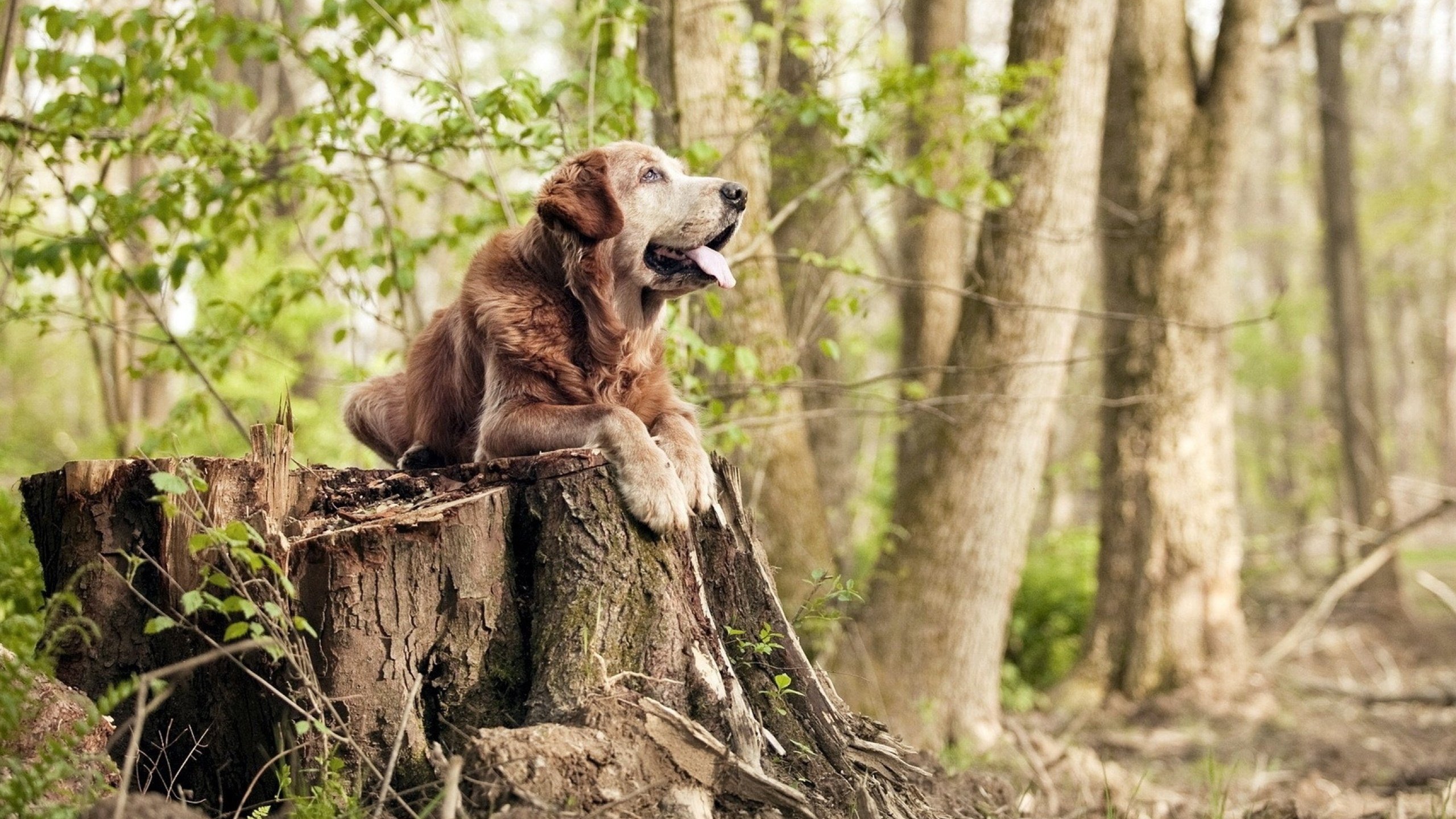 开云体育app入口-乌拉圭队士气高昂，瞄准未来国际赛事