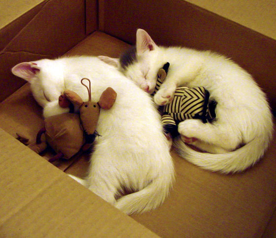 女子篮球青训注重身体与技能结合促进成长,女子篮球队训练教案