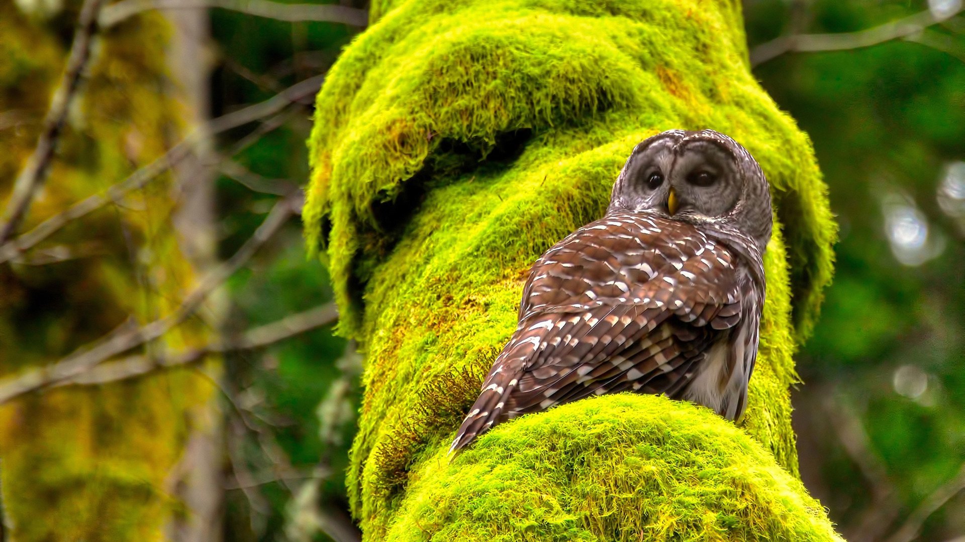 意甲先锋战:快节奏攻防令人目不暇接,意甲战况