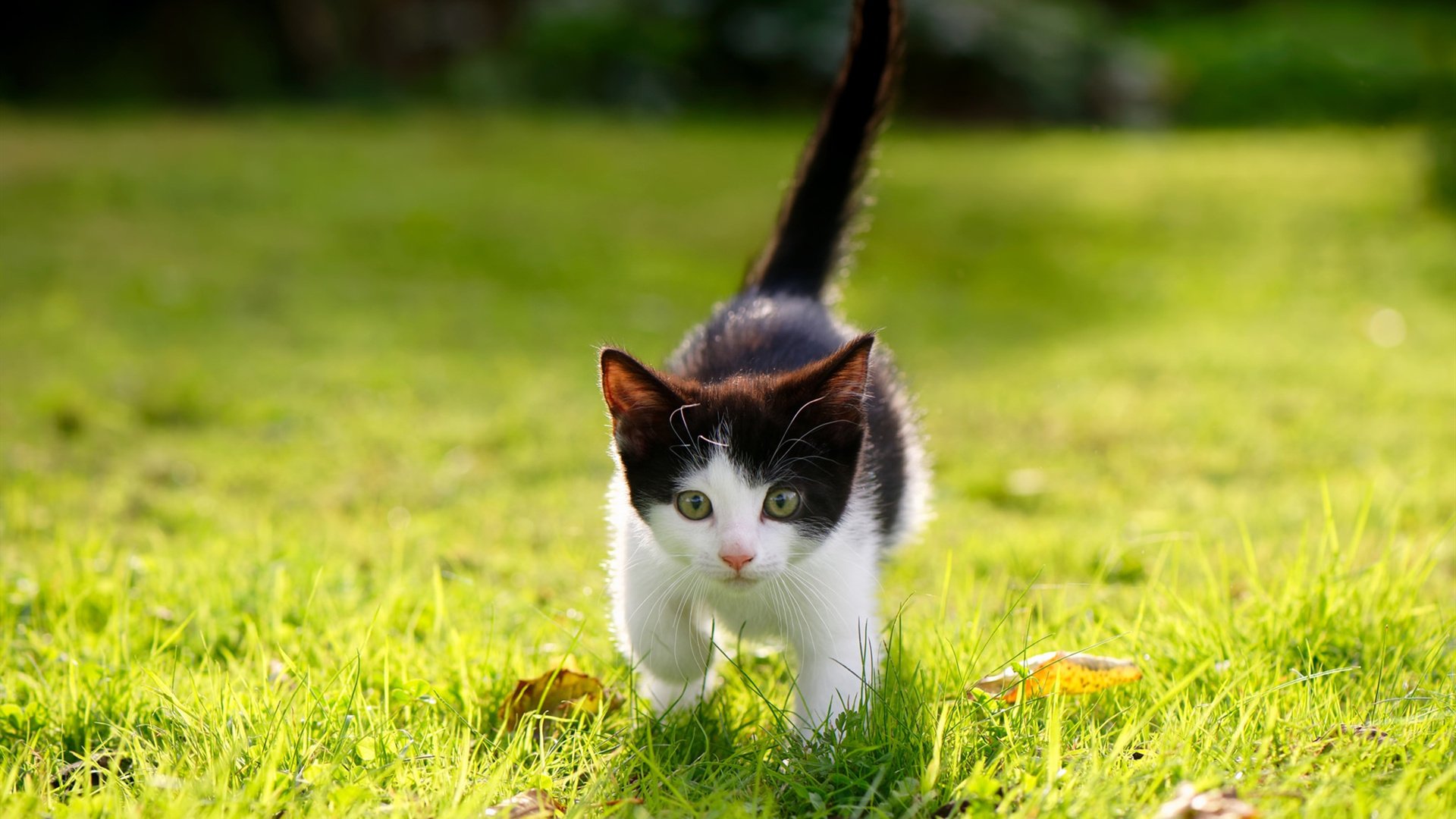 欧洲杯战术创新:变阵无限可能!,欧洲杯神奇规律