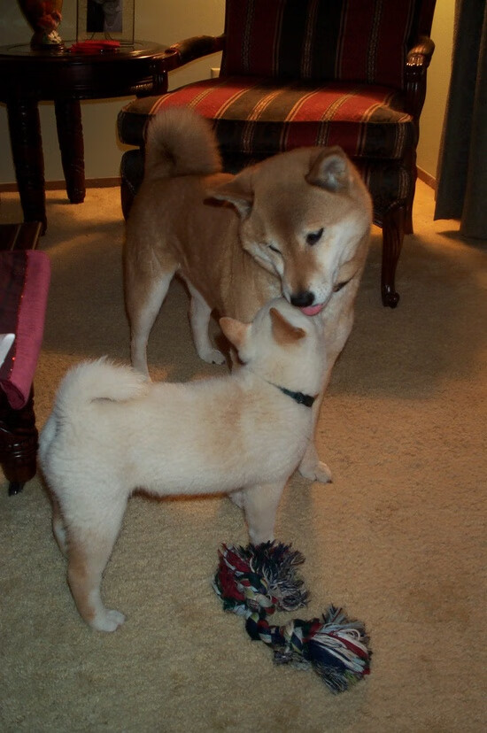 比利时男篮在欧洲预赛中坚持到底,奋勇追逐奥运梦想,比利时男篮什么水平