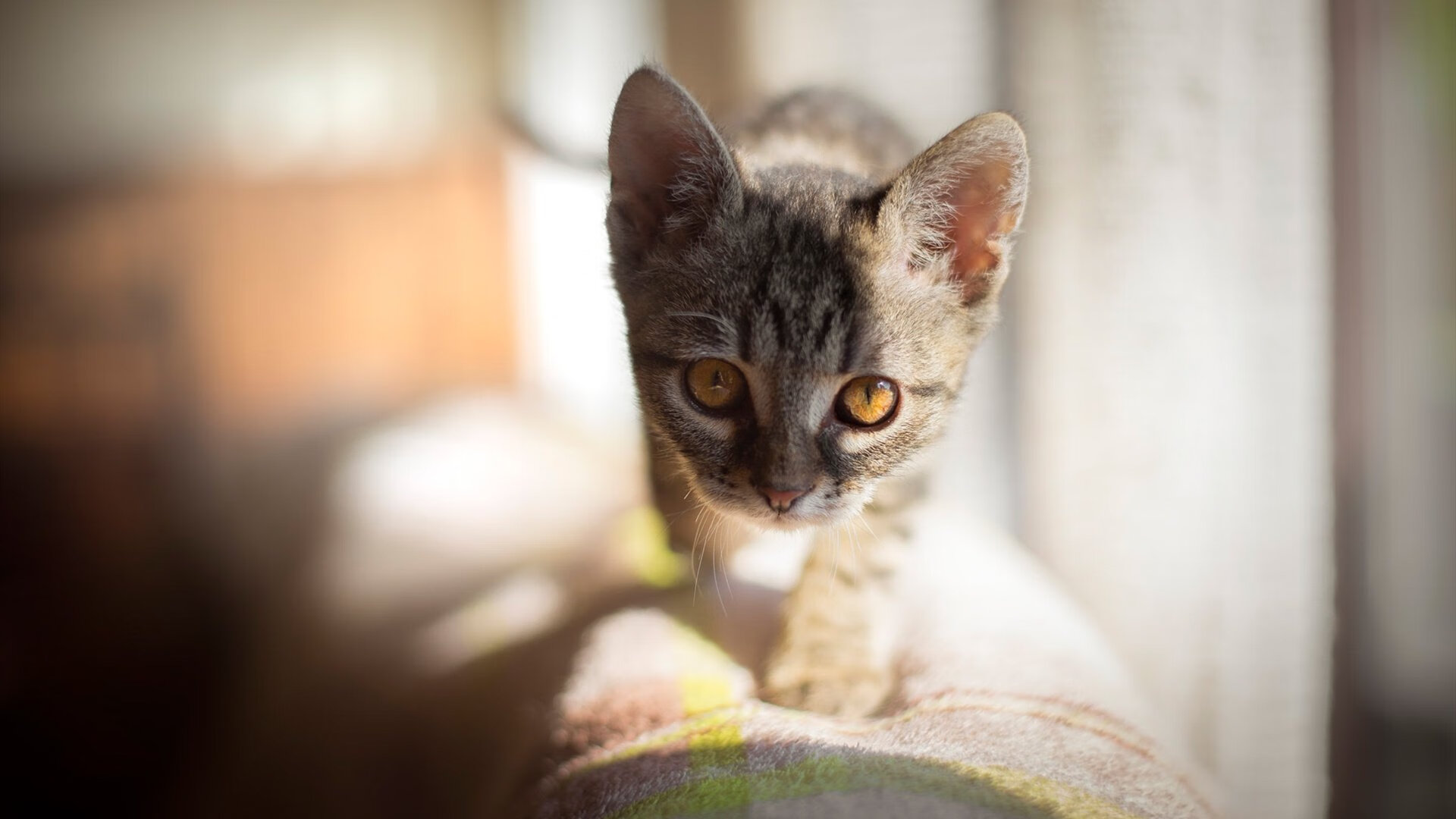 开云体育登录入口-法国混合接力赛道表现亮眼，法国混双组合