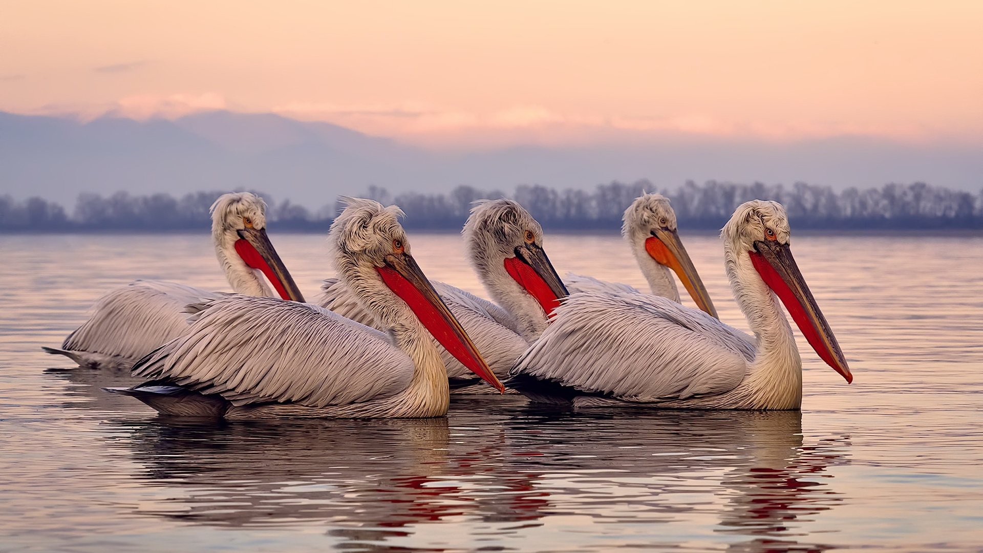 开云体育app注册-波尔曼的攻防一体打法，使袋鼠队全面提升，波尔曼斯