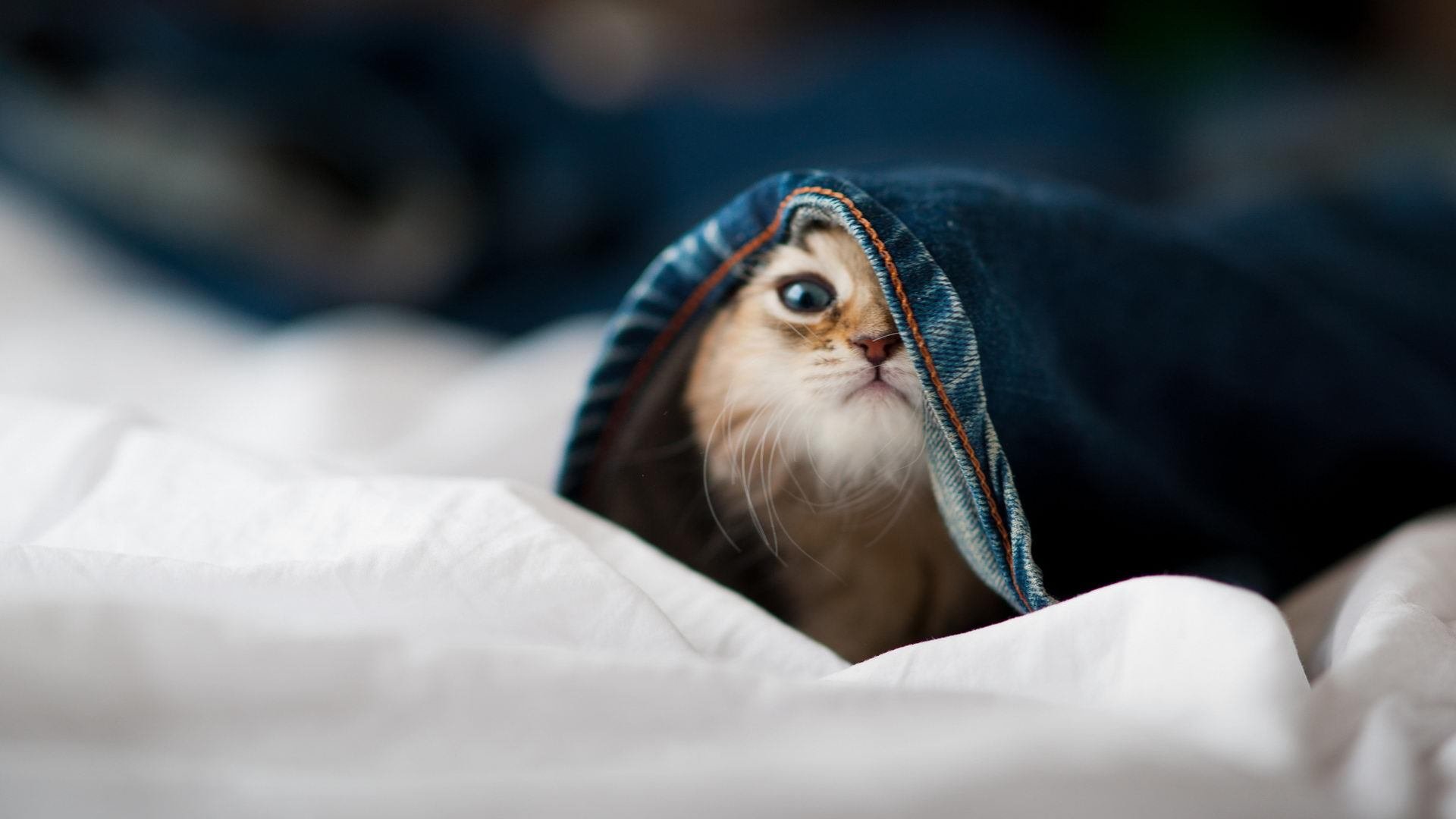 黎巴嫩男篮在西亚锦标赛中奋战到底，驶向奥运目标，男篮黎巴嫩冲突视频